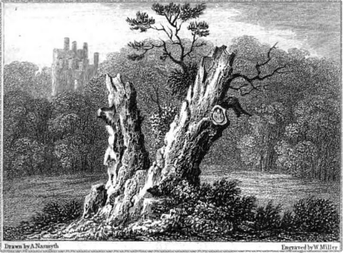 Image: The Wallace Tree, Scotland